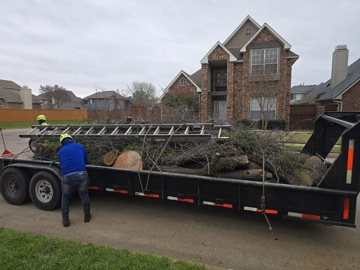 Expert Tree Removal with proper safety equipment in Ramona